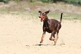 DOBERMANN 859